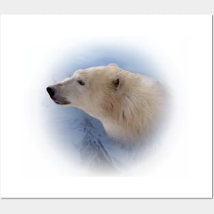 Polar bear Posters and Art